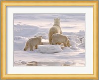 Polar Bear in Churchill Fine Art Print