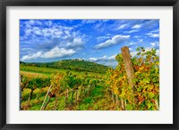 Vienna vineyards, Austria Fine Art Print