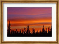 Sunrise Over a Boreal Forest Fine Art Print