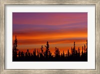 Sunrise Over a Boreal Forest Fine Art Print