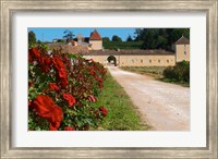 Chateau Grand Mayne Vineyard and Roses Fine Art Print