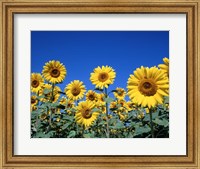 Sunflowers, France Fine Art Print