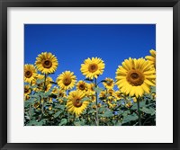Sunflowers, France Fine Art Print