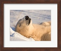 Sleeping Polar Bear Fine Art Print