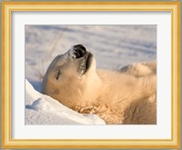 Sleeping Polar Bear Fine Art Print