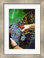 Vineyard Worker Harvesting Grenache Noir Grapes Fine Art Print