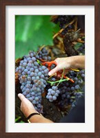 Vineyard Worker Harvesting Grenache Noir Grapes Fine Art Print