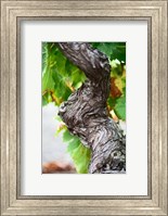Branch of Old Vine with Gnarled Bark Fine Art Print