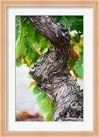 Branch of Old Vine with Gnarled Bark Fine Art Print