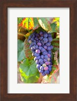Pinot Noir vineyard, Chambertin Fine Art Print