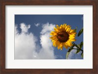 Sunflower field in Loire Valley France Fine Art Print