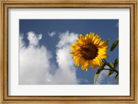 Sunflower field in Loire Valley France Fine Art Print