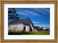 Weathered barn and horse, Guysborough County, Nova Scotia, Canada Fine Art Print
