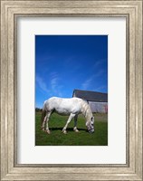 White Horse and Barn, Guysborough County, Nova Scotia, Canada Fine Art Print
