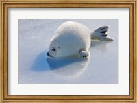 Harp Seal Pup on Ice Fine Art Print