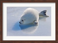 Harp Seal Pup on Ice Fine Art Print