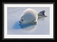 Harp Seal Pup on Ice Fine Art Print
