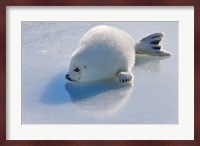 Harp Seal Pup on Ice Fine Art Print