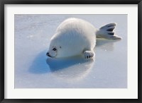 Harp Seal Pup on Ice Fine Art Print