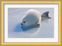 Harp Seal Pup on Ice Fine Art Print