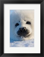 Harp Seal Pup, Canada Fine Art Print