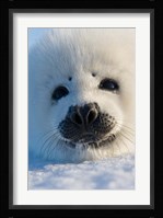 Harp Seal Pup, Canada Fine Art Print