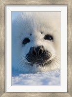 Harp Seal Pup, Canada Fine Art Print