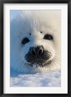 Harp Seal Pup, Canada Fine Art Print