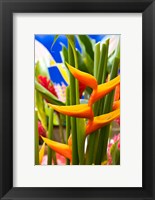 Heliconia Flower, Seafront Market Fine Art Print