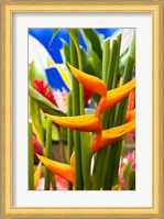 Heliconia Flower, Seafront Market Fine Art Print