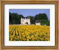 Sunflowers and Chateau, Loire Valley, France Fine Art Print