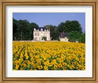 Sunflowers and Chateau, Loire Valley, France Fine Art Print
