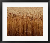 Field of Wheat, France Fine Art Print