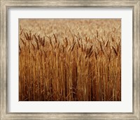 Field of Wheat, France Fine Art Print