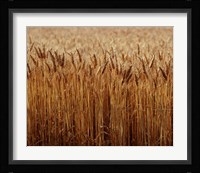 Field of Wheat, France Fine Art Print