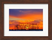Altona Trees at Sunrise Fine Art Print