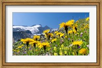Rough Hawkbit, Zillertal Alps Fine Art Print
