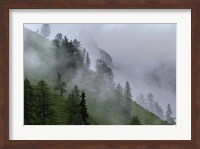 Forest in Tyrol, Austria Fine Art Print
