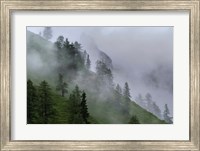 Forest in Tyrol, Austria Fine Art Print