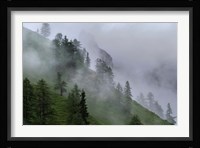 Forest in Tyrol, Austria Fine Art Print