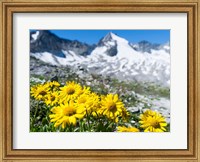 Doronicum Flowers, Nationalpark Hohe Tauern Fine Art Print