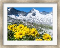 Doronicum Flowers, Nationalpark Hohe Tauern Fine Art Print