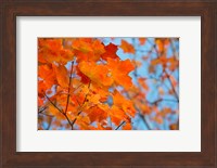 Colorful Maple Leaf Trees Fine Art Print