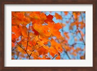 Colorful Maple Leaf Trees Fine Art Print
