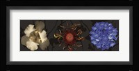 Floral Burst I Framed Print
