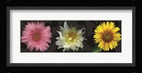 Floral Burst II Framed Print