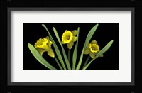 Daffodils 5 Fine Art Print