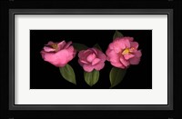 3 Camellias Fine Art Print