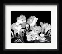 Freesia III Fine Art Print