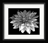 Perfect Dahlia 1 Fine Art Print